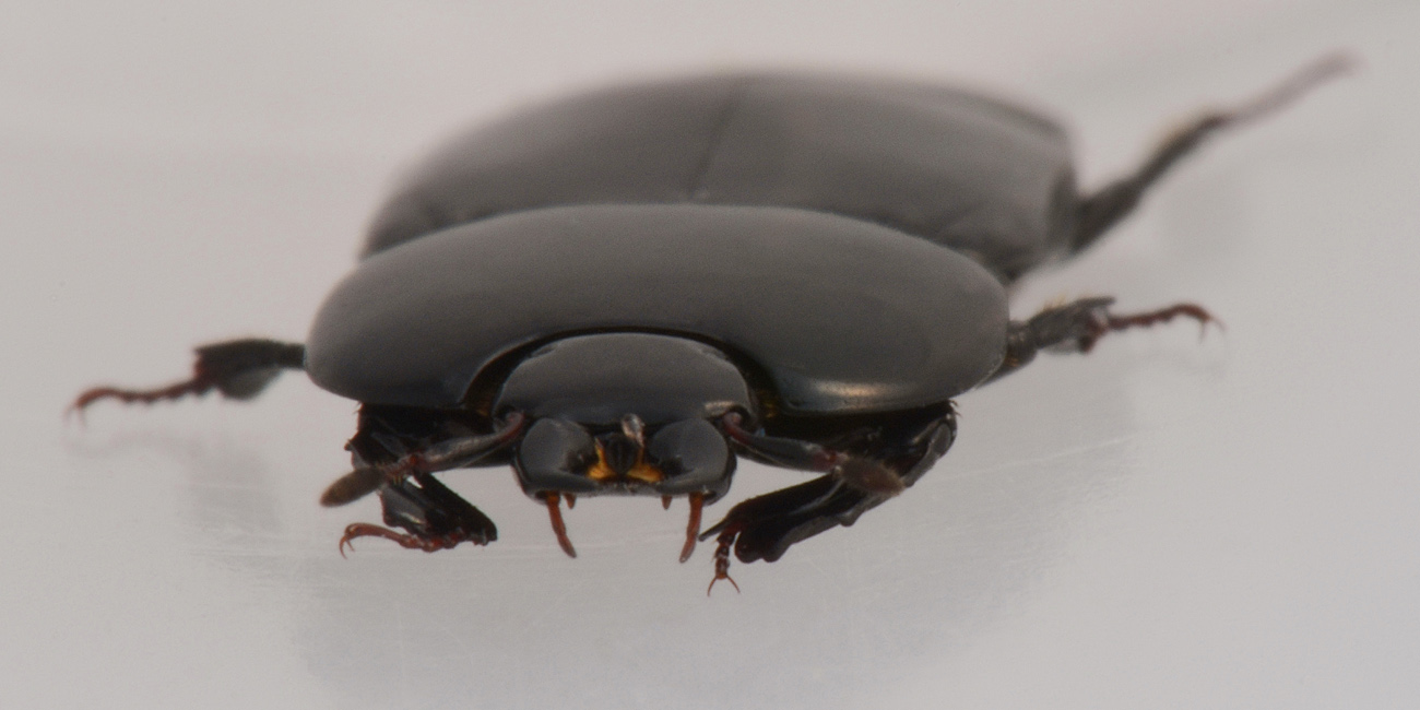 Histeridae: Hololepta plana